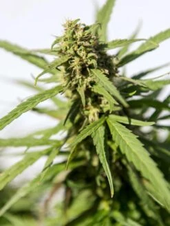 Hemp Success Kit -Garden Care Store Hemp 0065 tif