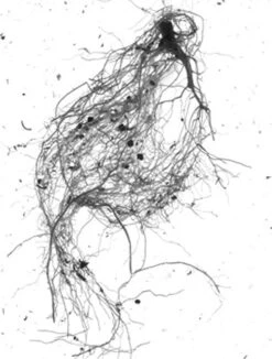 GrowLab® Compact Tabletop Light Garden With Classroom Guide -Garden Care Store gstrootscan 01