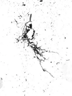 GrowLab® Compact 3-Tier Light Garden With Classroom Guide -Garden Care Store gstrootscan 02 1