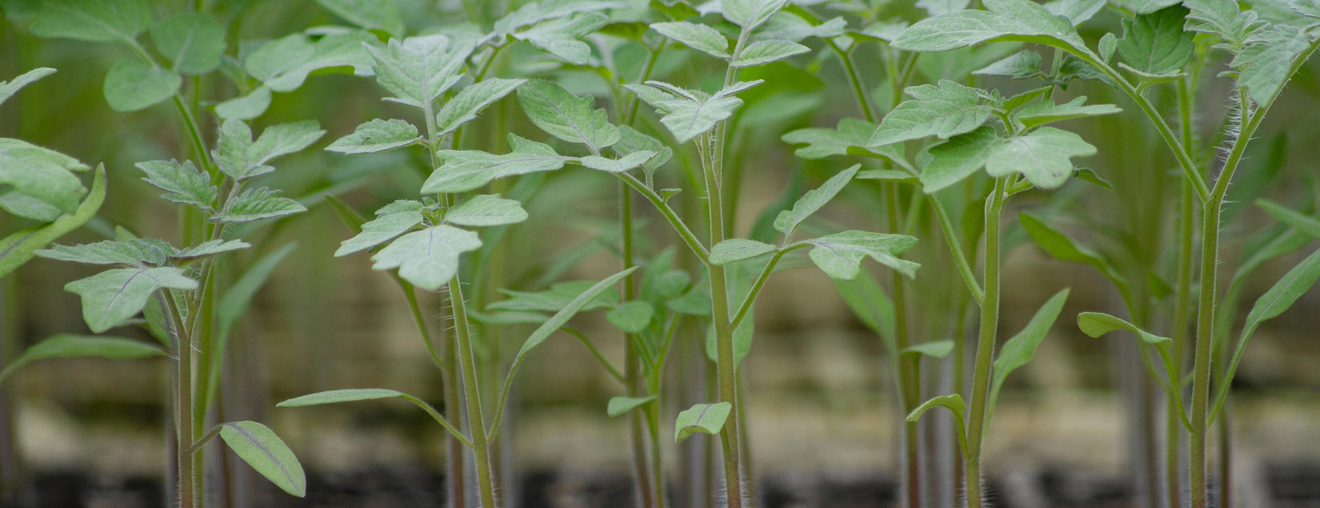 Garden Care Store -Garden Care Store tomato 5843614 1920